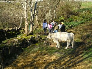 animales2