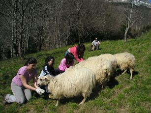 animales3