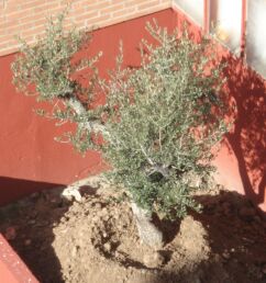 paz0839.
